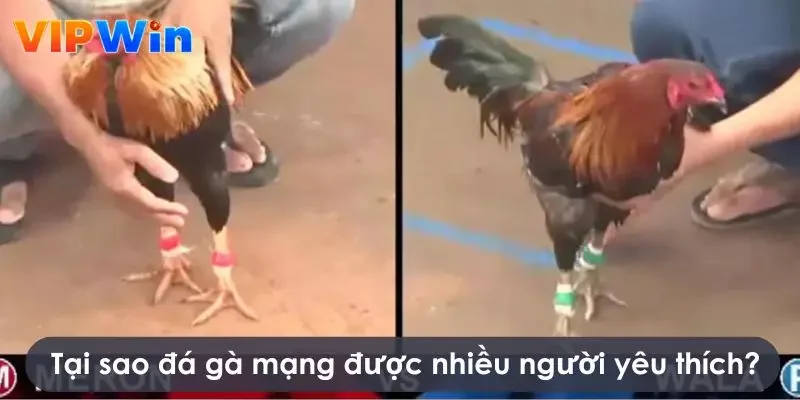 Những lý do khiến đá gà mạng được yêu thích