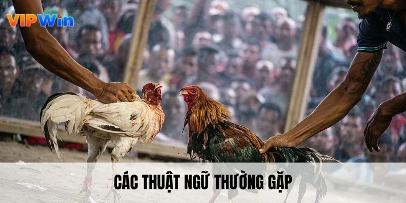 Các thuật ngữ thường gặp