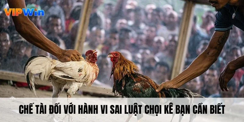 Chế tài đối với hành vi sai luật chọi kê bạn cần biết