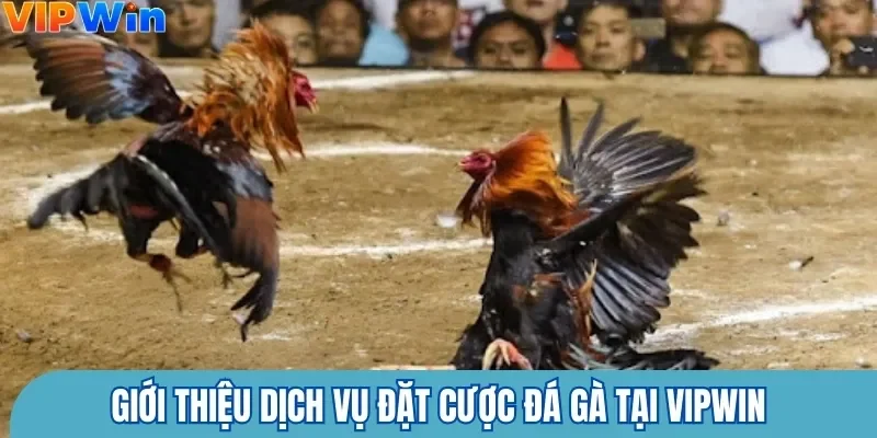 Giới thiệu dịch vụ đặt cược đá gà tại Vipwin