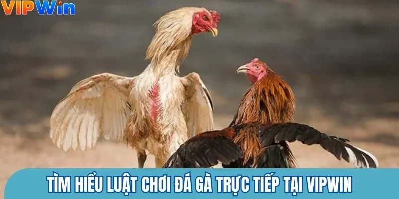Tìm hiểu luật chơi đá gà trực tiếp tại Vipwin