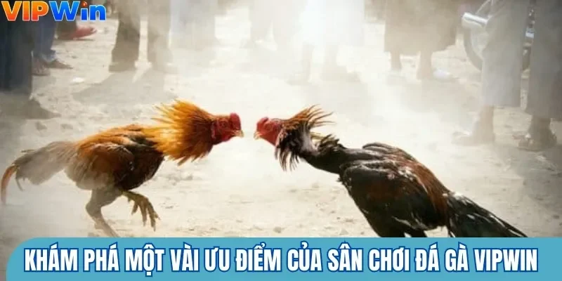 Khám phá một vài ưu điểm của sân chơi đá gà Vipwin