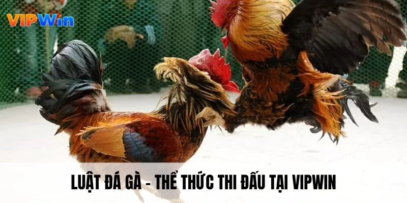 Luật đá gà về thể thức thi đấu tại Vipwin
