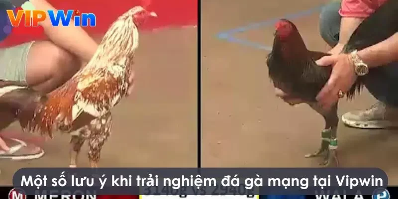 Một số lưu ý quan trọng khi chơi đá gà trực tuyến