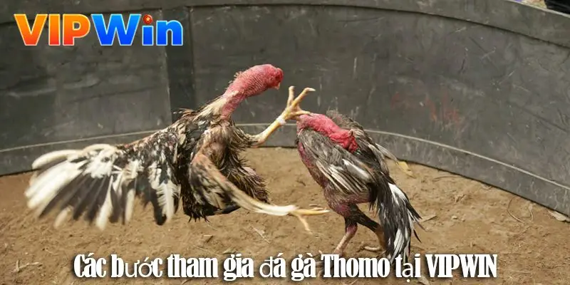 Các hình thức đá gà trực tiếp - Trải nghiệm cá cược chuyên nghiệp tại VIPWIN